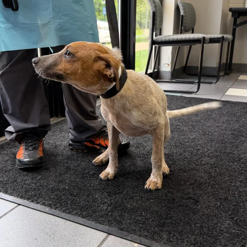 A baby small-sized female White / Cream Mixed Breed dog named Cece for adoption in Grand Rapids, MI