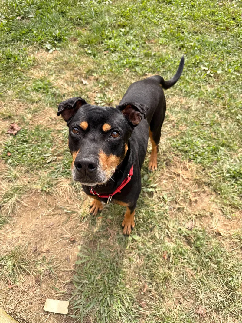 An adult medium-sized male Black Mixed Breed dog named King Dee Dee for adoption in Maidens, VA