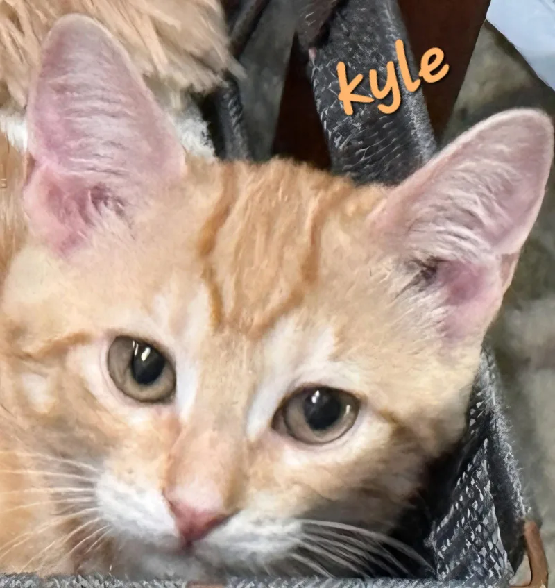 A young medium-sized male Orange & White Domestic Short Hair cat named Kyle for adoption in Longwood, FL