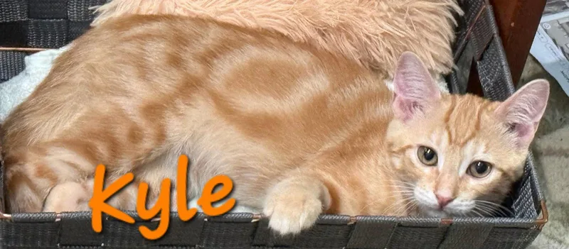 Kyle thumbnail 2