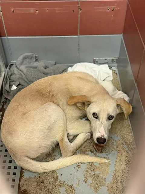 A young medium-sized male Labrador Retriever dog named Pincho for adoption in Houston, TX