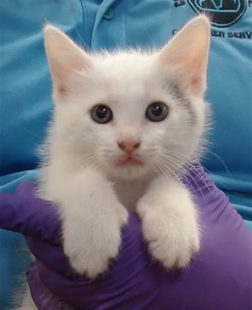 A baby small-sized male Domestic Short Hair cat named Lestat for adoption in Miami, FL