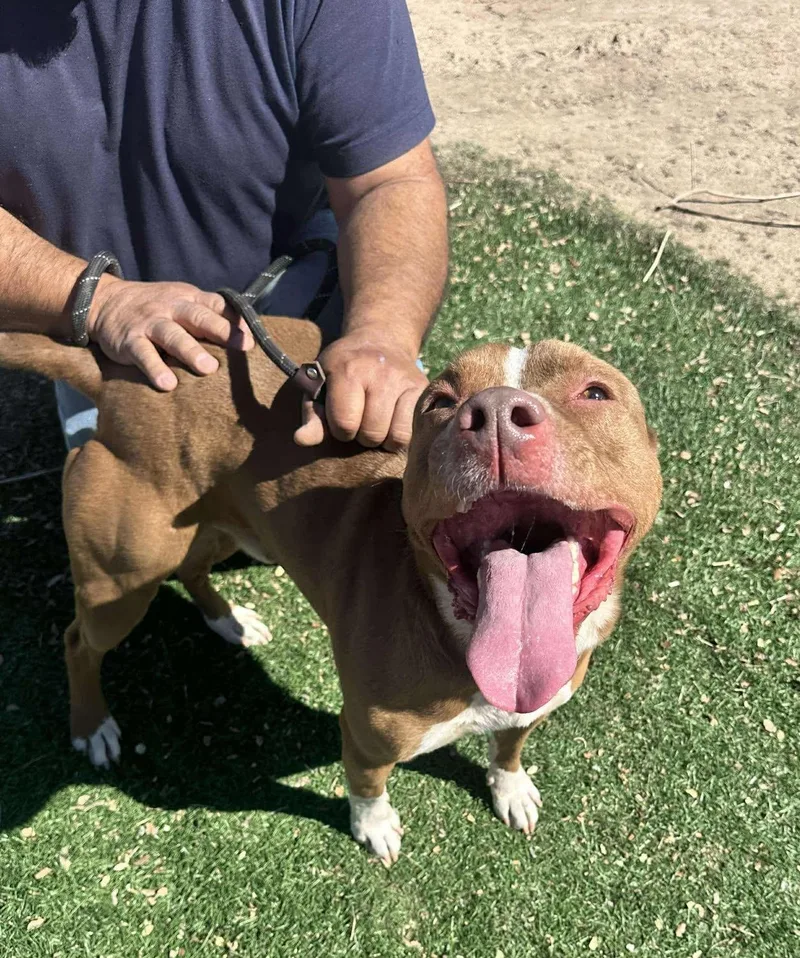 An adult medium-sized male Red / Chestnut / Orange Pit Bull Terrier dog named Otis for adoption in Ventura, CA