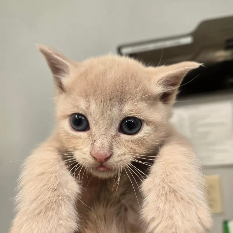 A baby small-sized female Orange / Red Domestic Short Hair cat named July for adoption in San Jacinto, CA