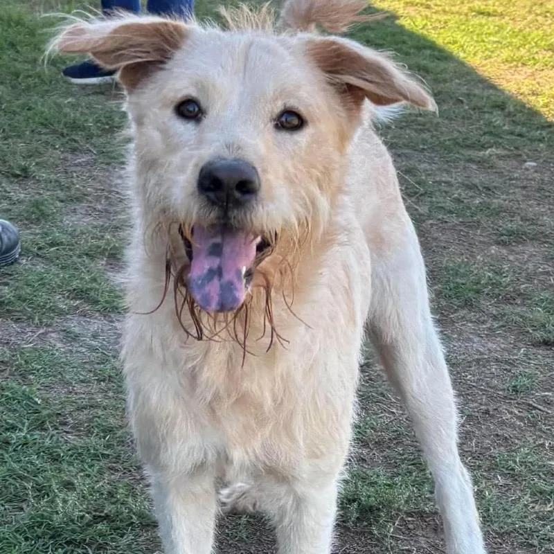 An adult medium-sized female Poodle dog named Blondie for adoption in Hackett, AR