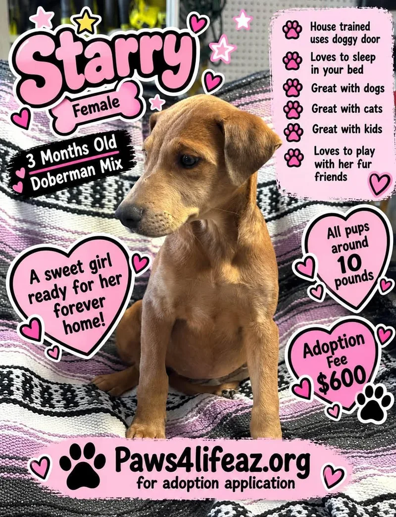 A baby medium-sized female Brown / Chocolate Doberman Pinscher dog named Starry for adoption in San Tan Valley, AZ