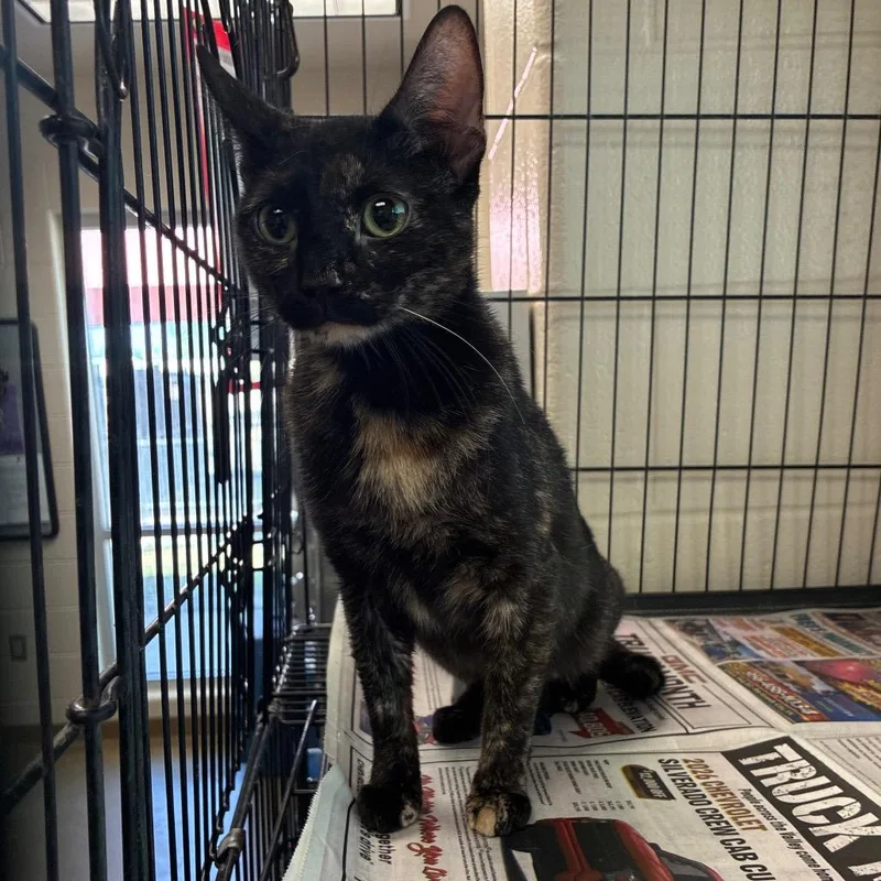 A young medium-sized female Black Domestic Short Hair cat named Brae for adoption in San Antonio, TX