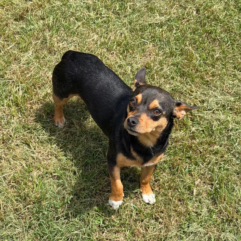 An adult small-sized male Black Chihuahua dog named Hooter for adoption in Denison, TX