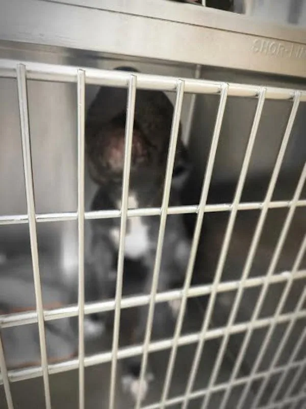 A young large-sized male Pit Bull Terrier dog named Tony for adoption in Austin, TX