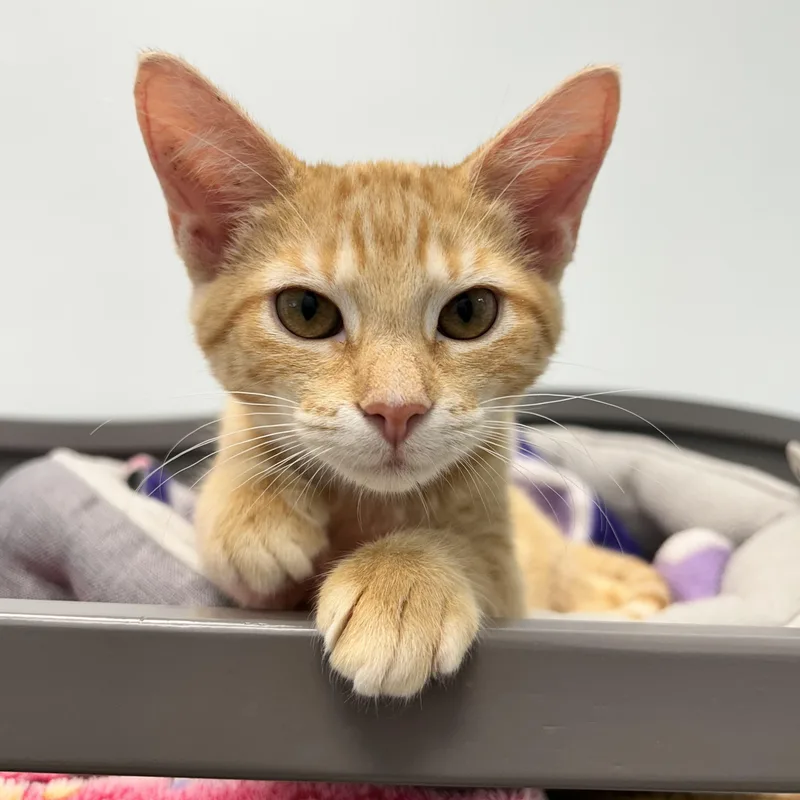 A baby medium-sized male Domestic Short Hair cat named Oriole Finch for adoption in Grand Rapids, MI