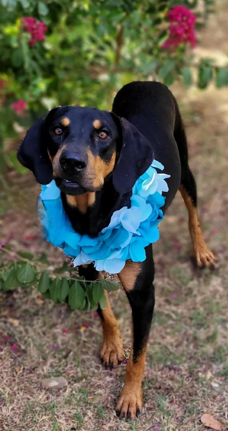 A young large-sized male Black and Tan Coonhound dog named Sport for adoption in Vernon, TX
