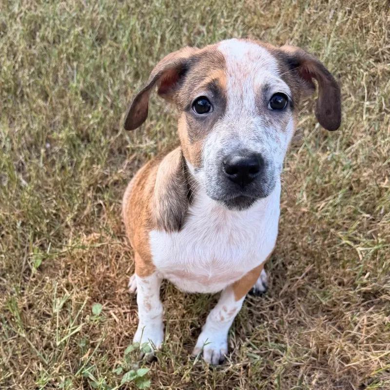 A baby medium-sized female German Shorthaired Pointer dog named Dixie for adoption in Brownsville, TX