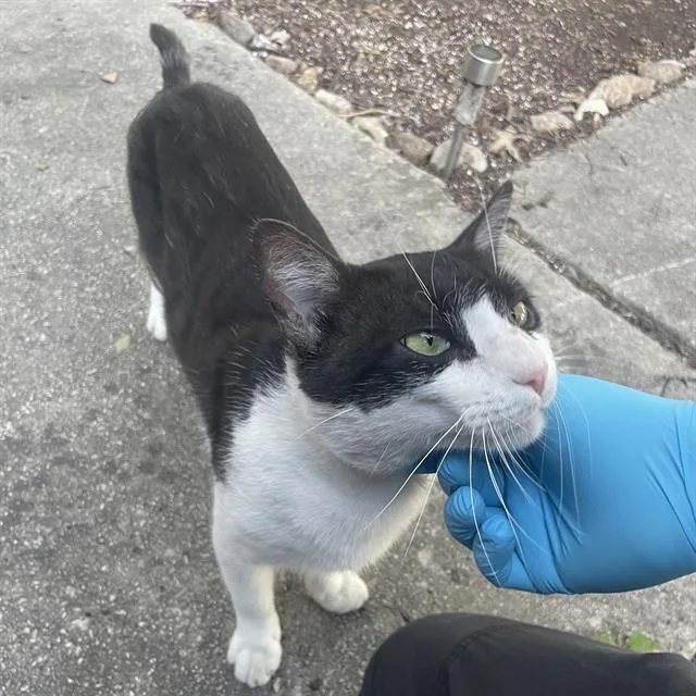 A young medium-sized male Domestic Short Hair cat named A for adoption in San Antonio, TX