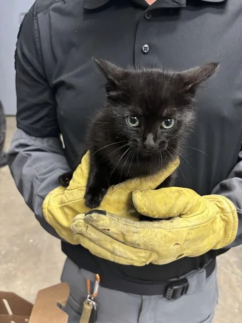 A baby small-sized female Domestic Short Hair cat named Shady for adoption in Olathe, KS