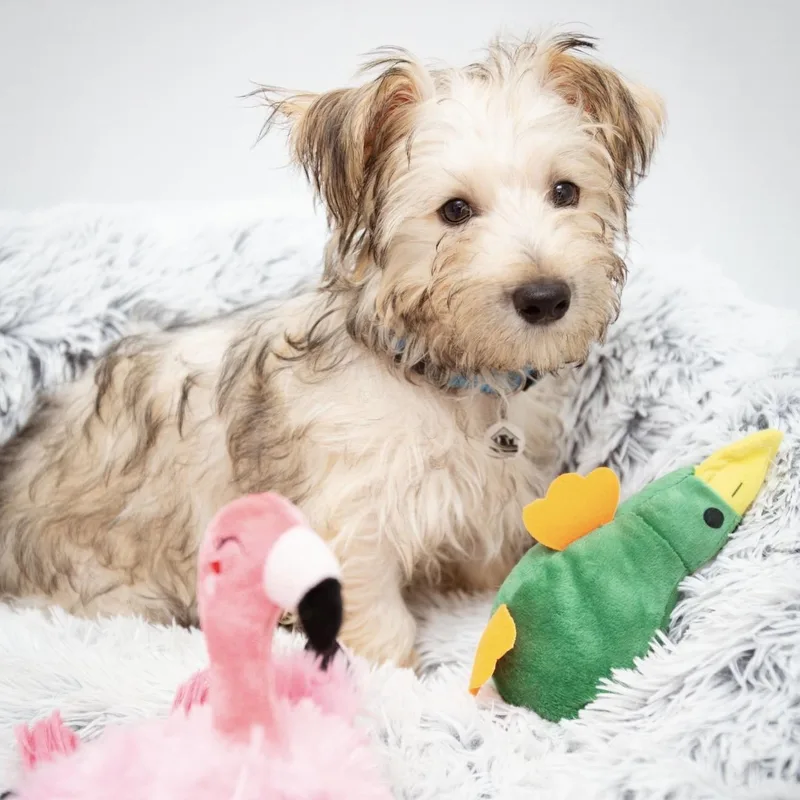 A baby small-sized male Apricot / Beige Havanese dog named Stevie for adoption in Santa Monica, CA
