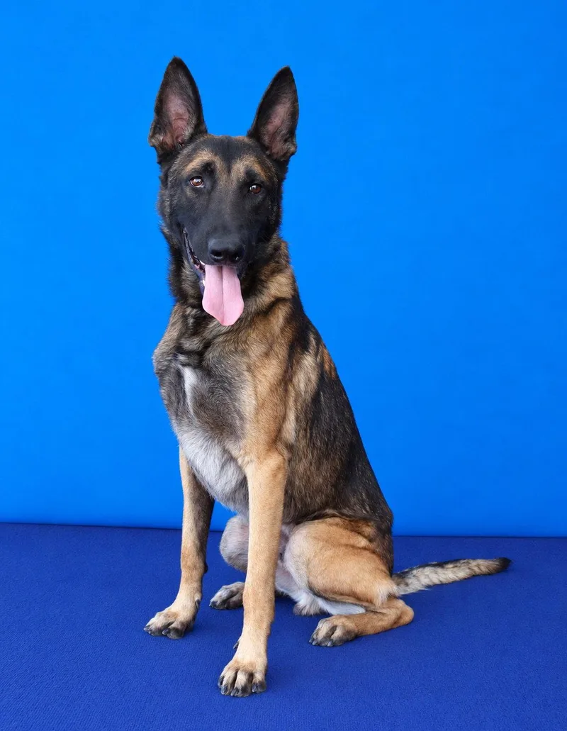 An adult large-sized male Belgian Shepherd / Malinois dog named Boba for adoption in Pasadena, CA
