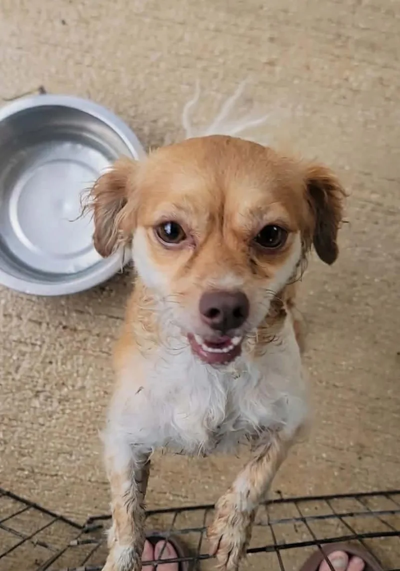 An adult small-sized female Chihuahua dog named Rachel for adoption in Villalba, PR