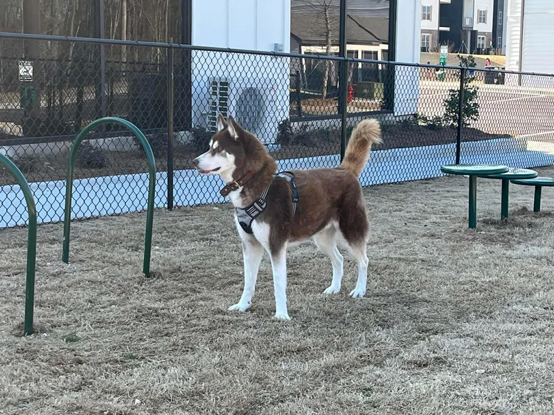 A senior medium-sized male Husky dog named Kylo for adoption in New Smyrna Beach, FL