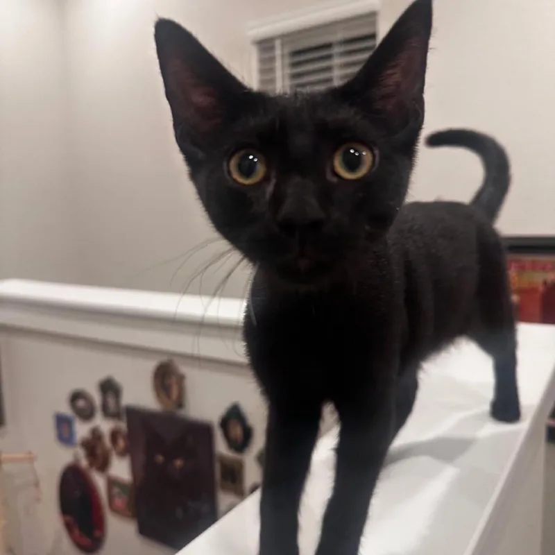 A baby small-sized male Domestic Short Hair cat named Bruce for adoption in League City, TX