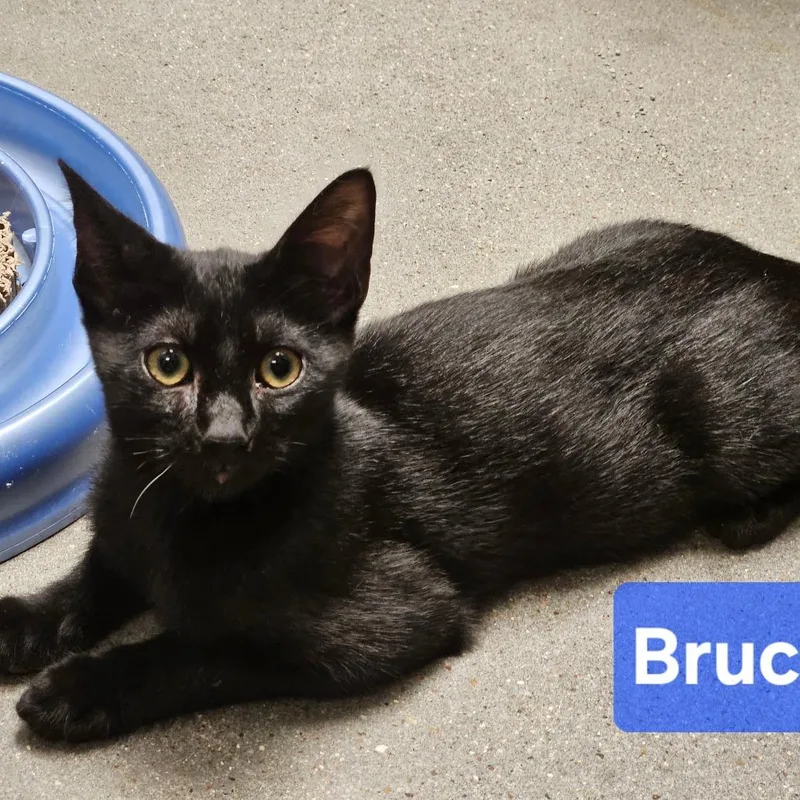 Bruce thumbnail 3