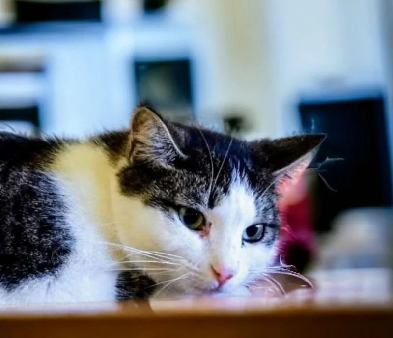 Tinkerbell thumbnail 3