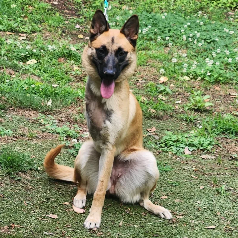 An adult medium-sized female Belgian Shepherd / Malinois dog named Justice for adoption in Cumming, GA