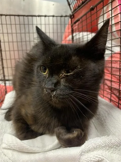 A young medium-sized female Domestic Long Hair cat named Squeaks for adoption in San Jose, CA