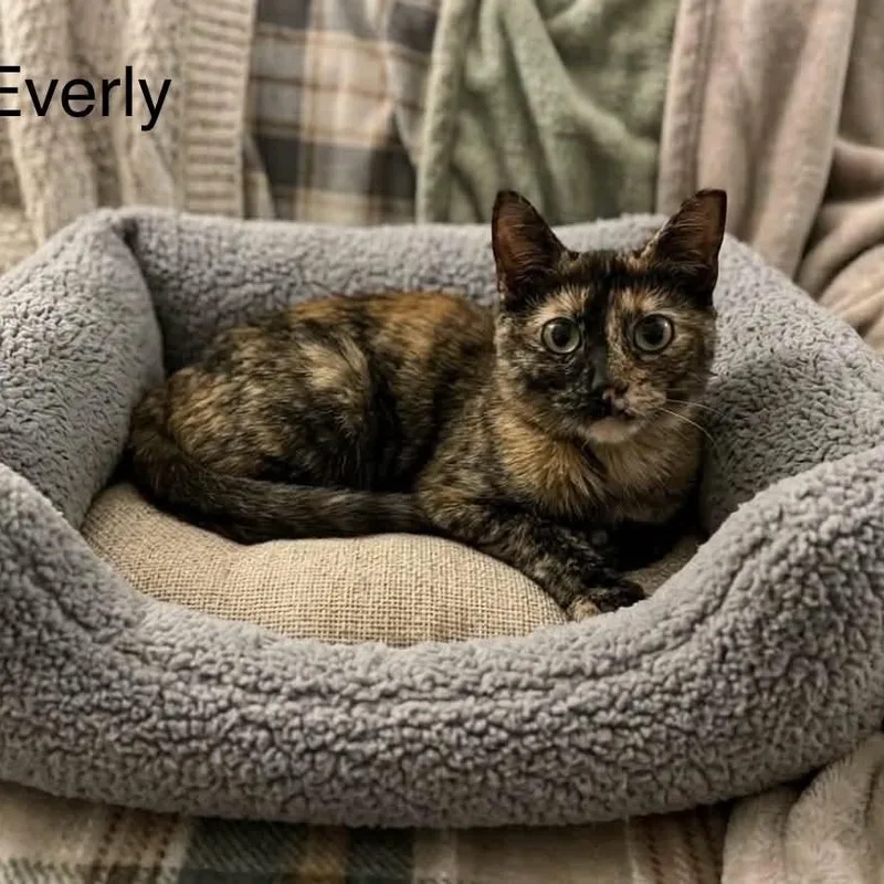 A young medium-sized female Tortoiseshell cat named Everly for adoption in Wyandotte, MI