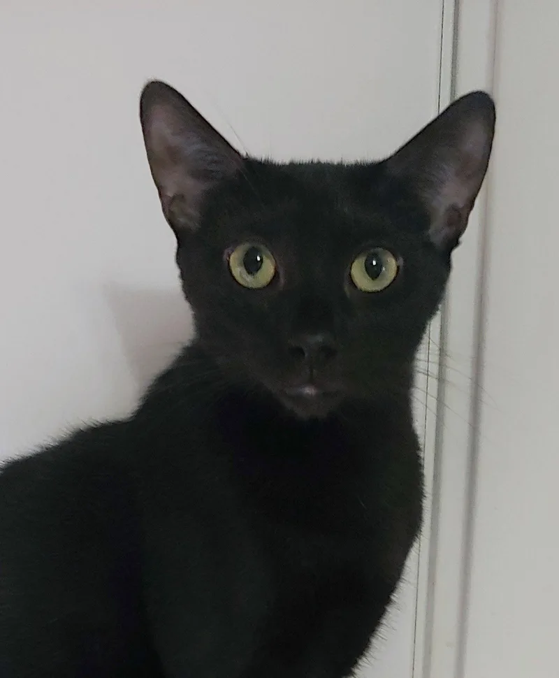 A young medium-sized female Black Domestic Short Hair cat named Ivy for adoption in Pompano Beach, FL