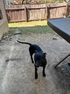 An adult small-sized male Chihuahua dog named Timber for adoption in San Antonio, TX