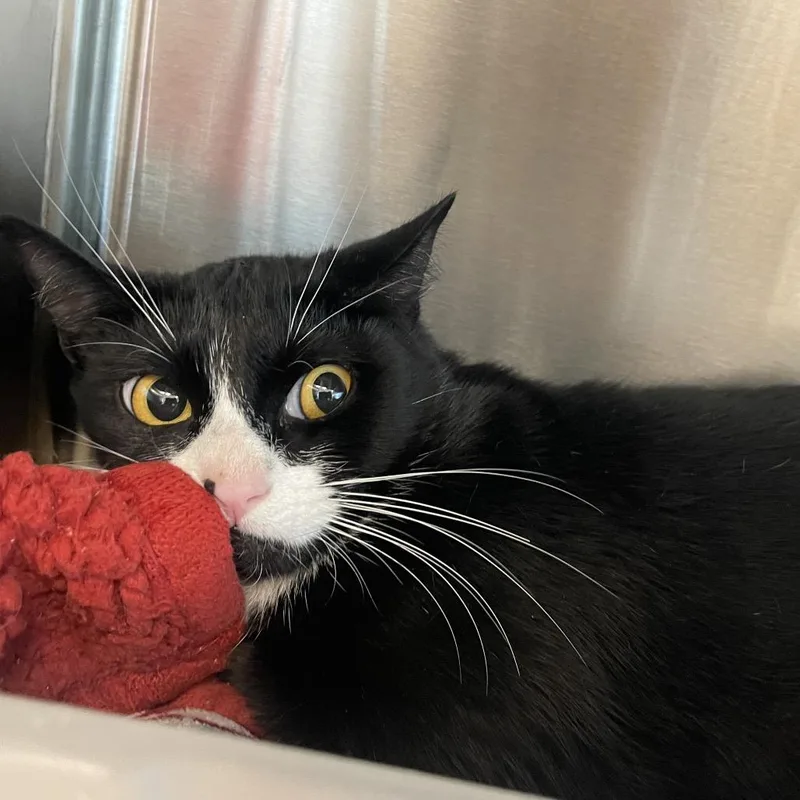 A young medium-sized female Black Domestic Short Hair cat named Parker for adoption in Clearwater, FL
