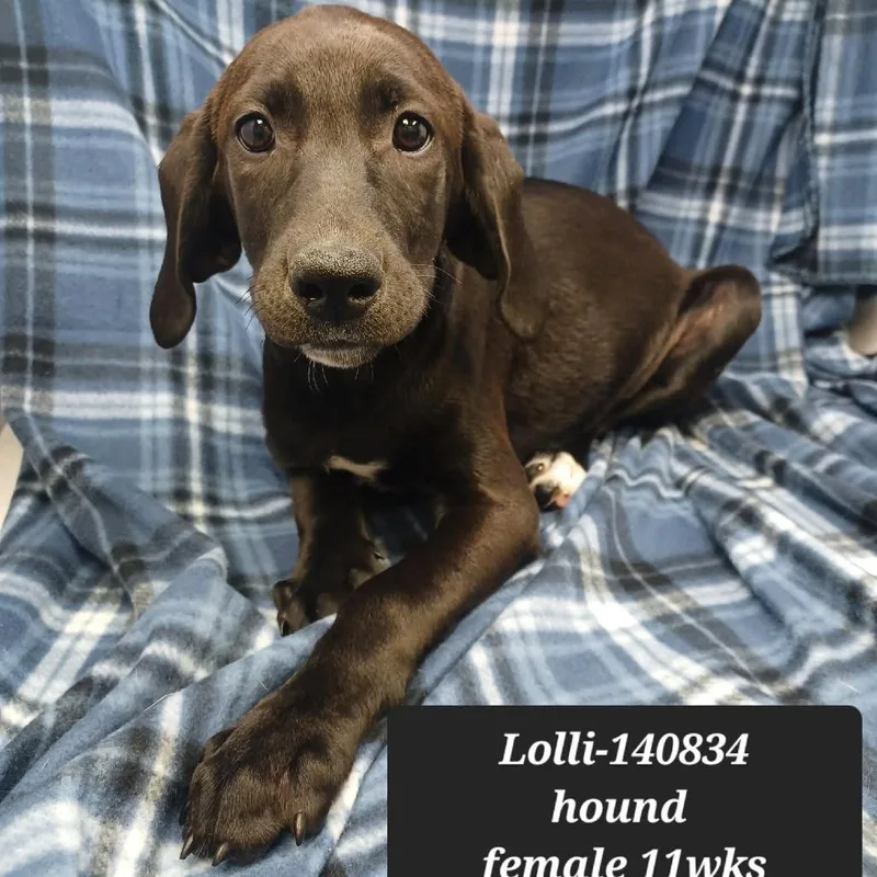 A baby medium-sized male Coonhound dog named Lolli for adoption in New Tazewell, TN