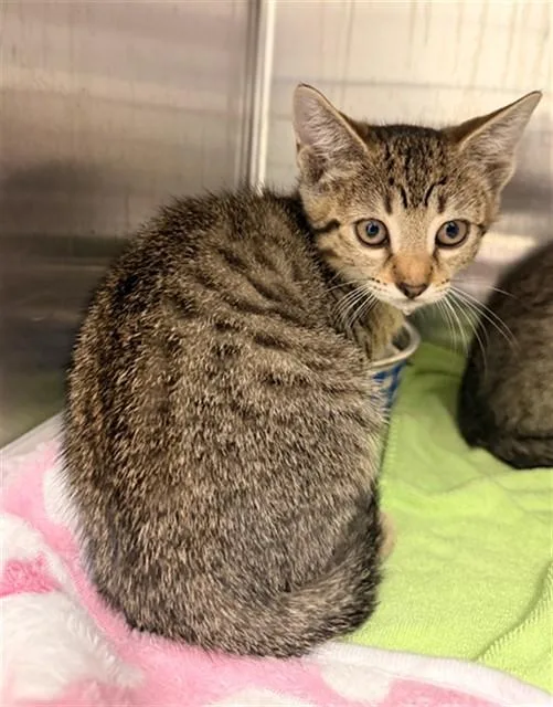 A baby small-sized female Domestic Short Hair cat named Clover for adoption in Fort Lauderdale, FL