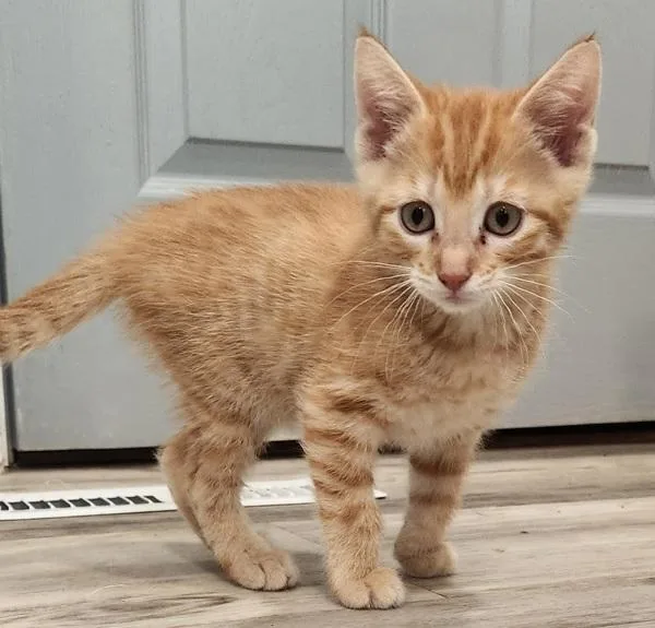 Oliver