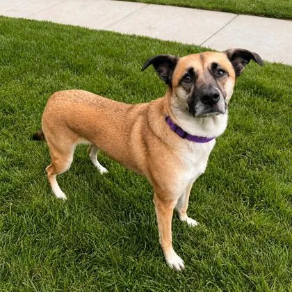 An adult medium-sized female Mixed Breed dog named Charlotte for adoption in Merriam, KS