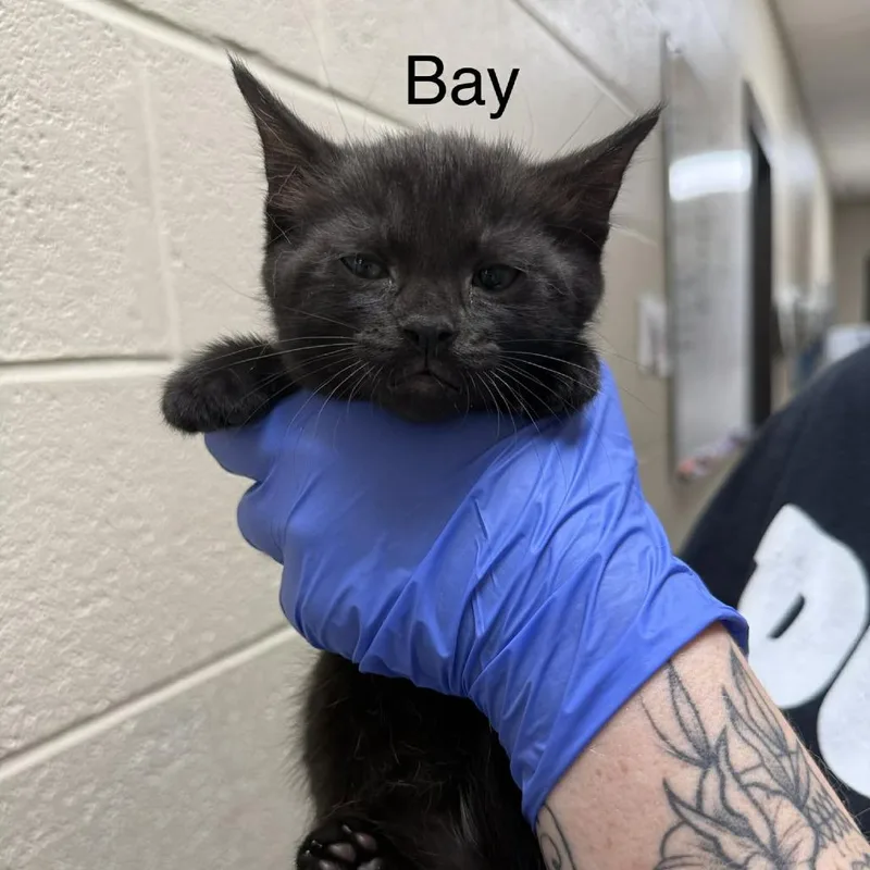 A baby small-sized female Black Domestic Medium Hair cat named Bay for adoption in Caryville, TN