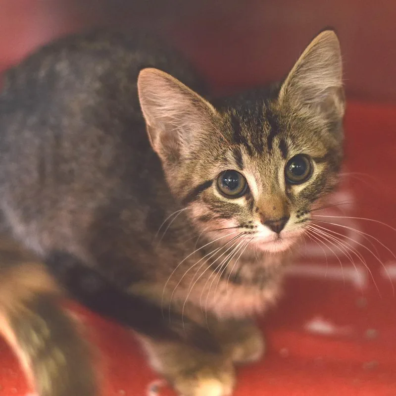 A baby small-sized female Brown / Chocolate Domestic Short Hair cat named Kyle for adoption in Belleville, IL