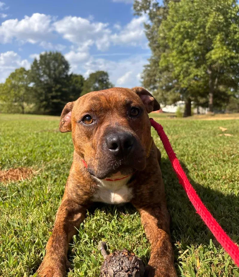 A young medium-sized female Pit Bull Terrier dog named Boscoe for adoption in Collierville, TN