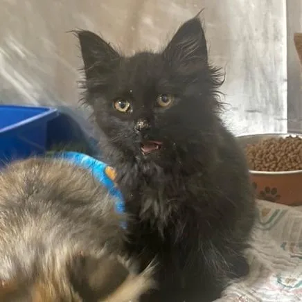 A baby small-sized male Black Domestic Long Hair cat named Jesse James for adoption in Chehalis, WA