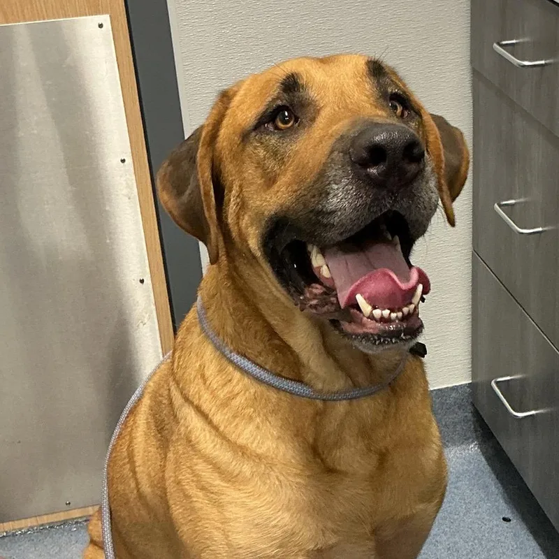 An adult extra large-sized male Brown / Chocolate Mastiff dog named Lindo for adoption in St Joseph, MO
