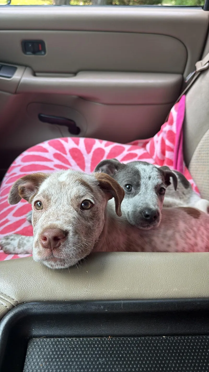 A baby medium-sized male Australian Cattle Dog / Blue Heeler dog named Bingo for adoption in Garden City, NY