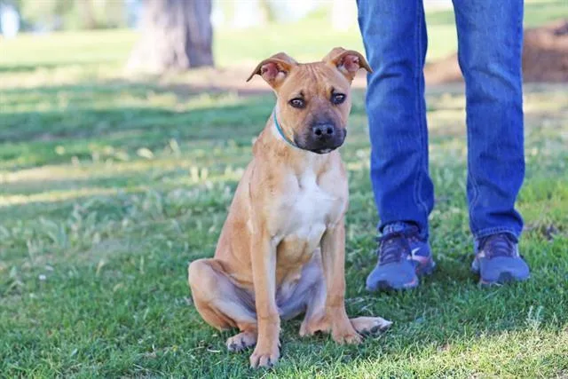 A young small-sized male Pit Bull Terrier dog named Koda for adoption in Albuquerque, NM