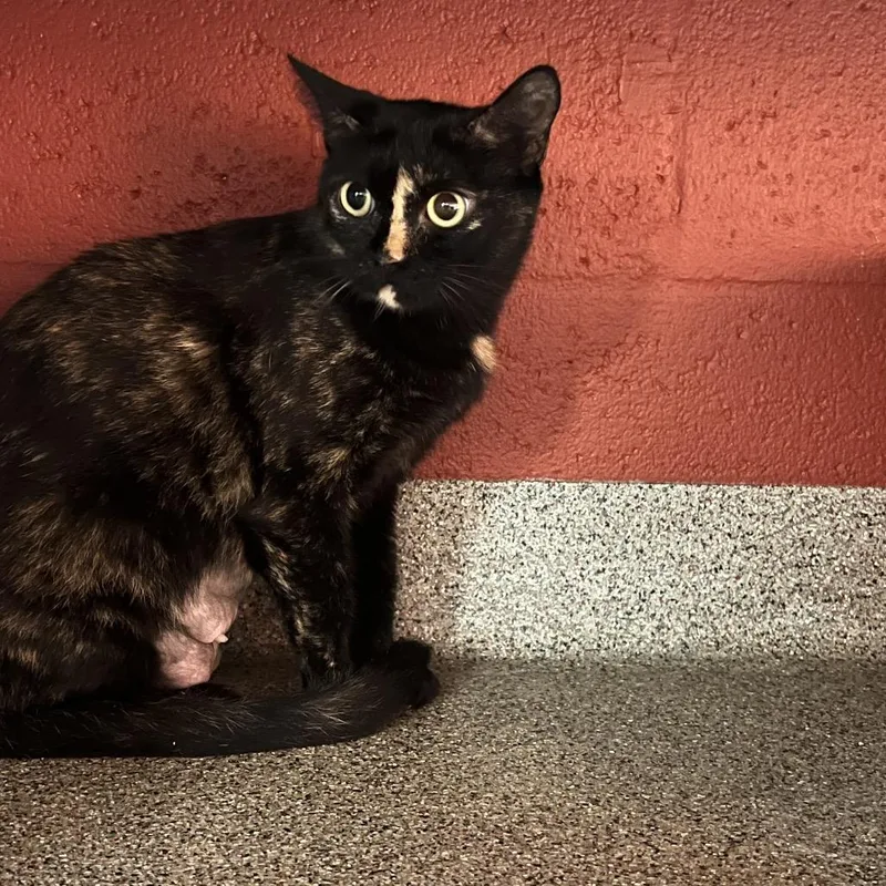A young medium-sized female Tortoiseshell Domestic Short Hair cat named Moma for adoption in Sarasota, FL