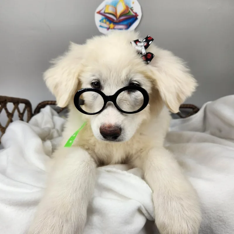 A baby small-sized female White / Cream Great Pyrenees dog named Librarian for adoption in Fort Wayne, IN
