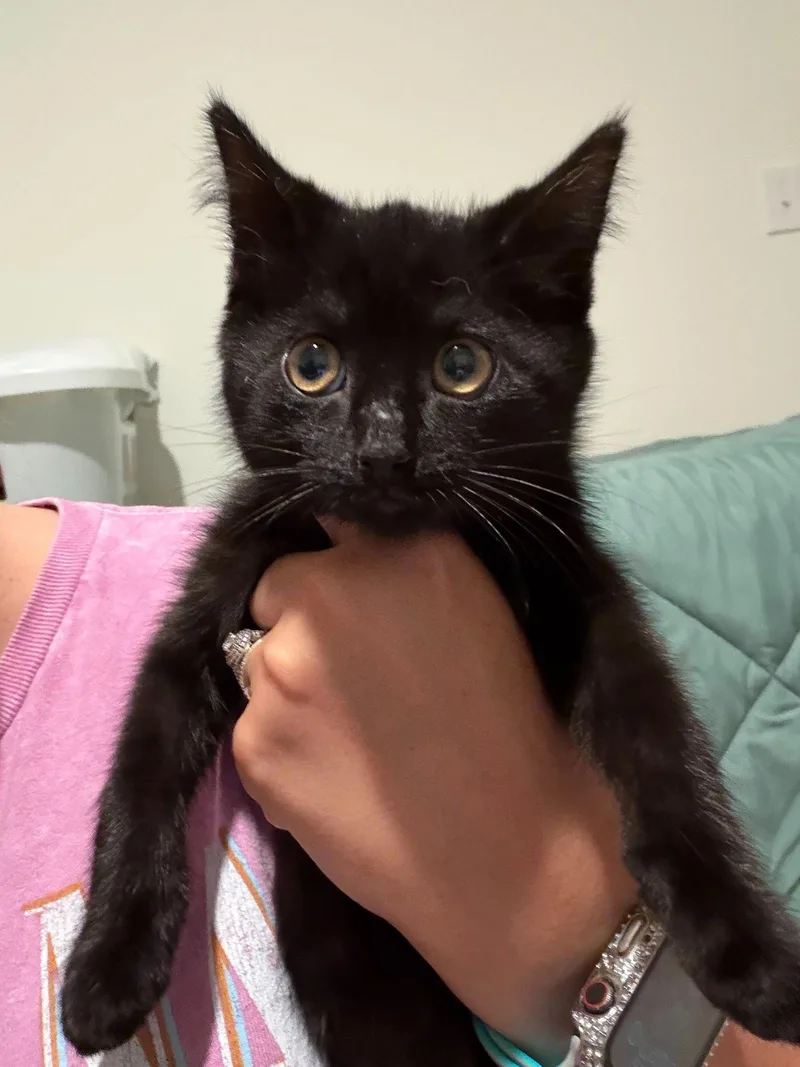 A baby medium-sized female Black Domestic Short Hair cat named Mavis for adoption in Charleston, SC