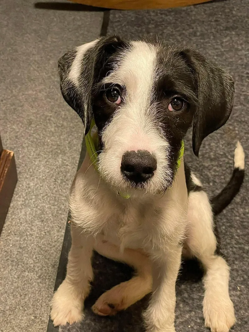 A baby medium-sized female Terrier dog named Miss Moocow for adoption in Berwick, ME
