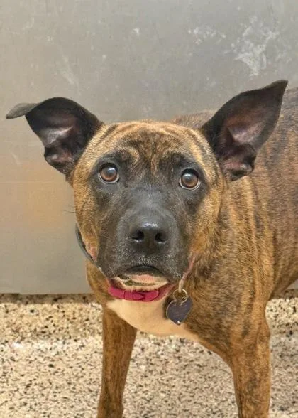 An adult medium-sized female Mixed Breed dog named Elisha for adoption in Aiken, SC