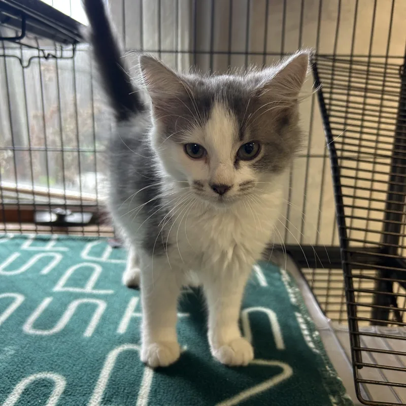A young medium-sized male Domestic Medium Hair cat named Hayride for adoption in St. Clair, MI