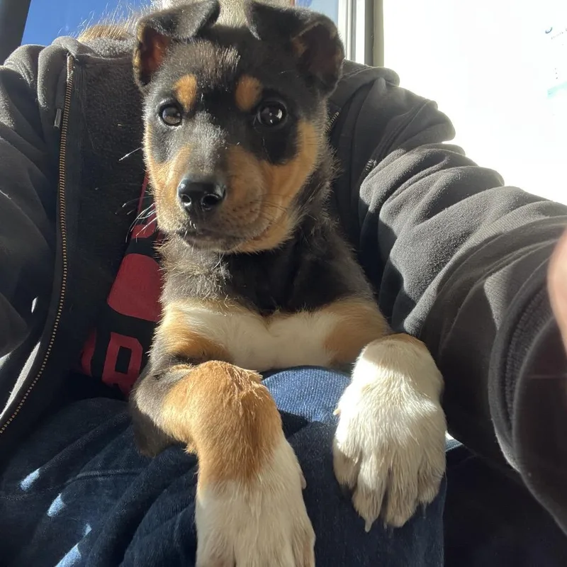 Deandradee Dee thumbnail 3