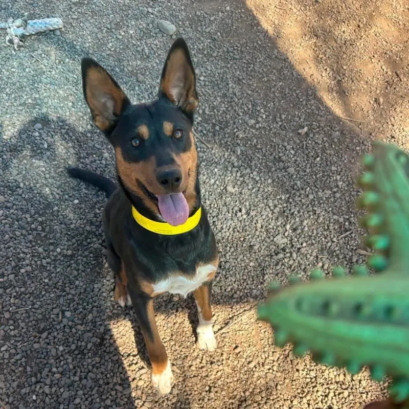 Deandradee Dee thumbnail 6